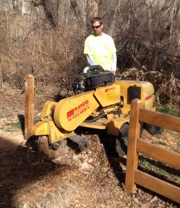 Stump Grinding by Bailey Tree