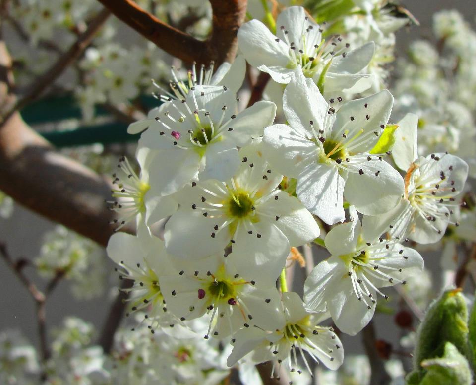 Fruit Tree Care Bailey Tree LLC