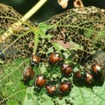 Japanese Beetle