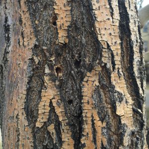 Lilac Ash Borer Treatment with Bailey Tree LLC