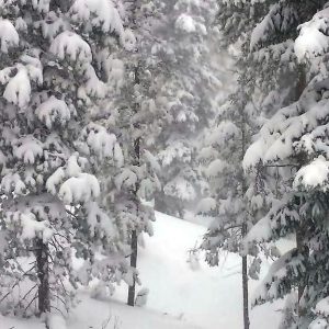 Commercial Snow Removal by Bailey Tree LLC