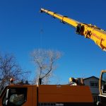 Tree Removal
