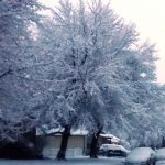 Winter Watering 2
