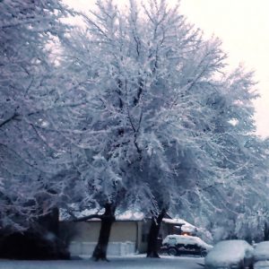 Bailey Tree LLC Winter Watering Program