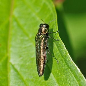 Emerald Ash Borer Treatment with Bailey Tree LLC