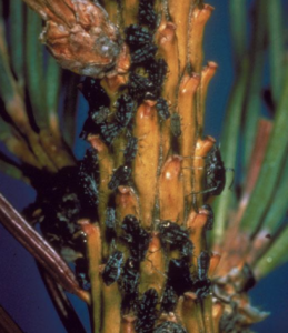 Giant Conifer Aphids