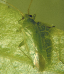 Honeylocust Borer in Denver