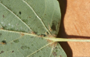 Linden Aphid