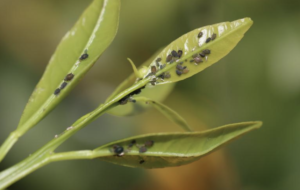 Spirea Aphid