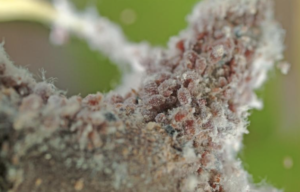 Woolly Apple Aphid