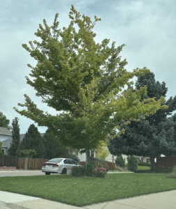 Iron Chlorosis Treatment in Denver