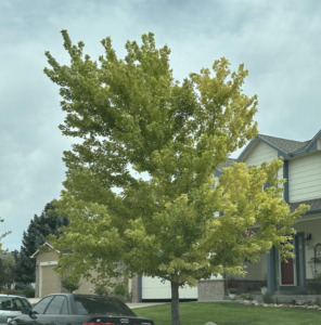 Denver Iron Chlorosis