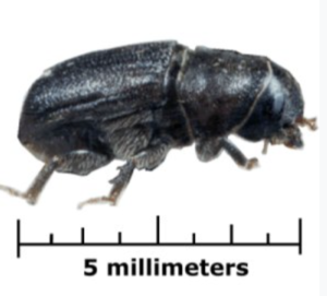 Mountain Pine Beetle