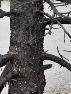 Mountain Pine Bark Beetle in Denver