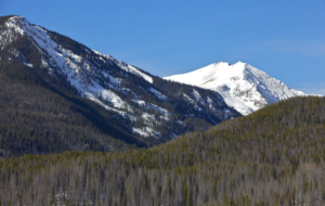 Mountain Pine Beetle Damage