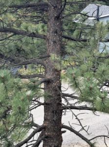 Mountain Pine Beetle