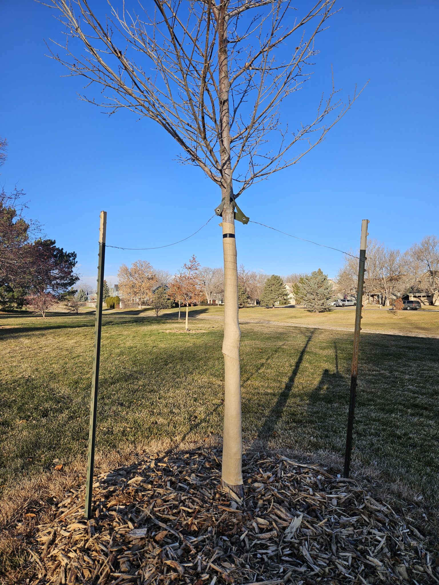 Blog tree wrapping bailey tree llc