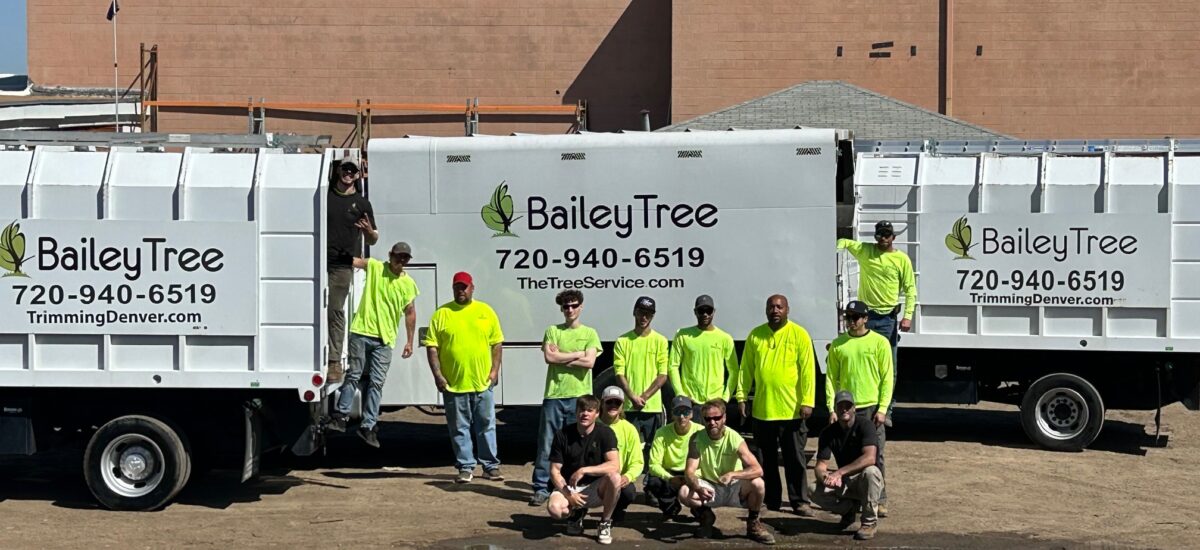 Bailey Tree - Tree Trimming & Removal Service Crews
