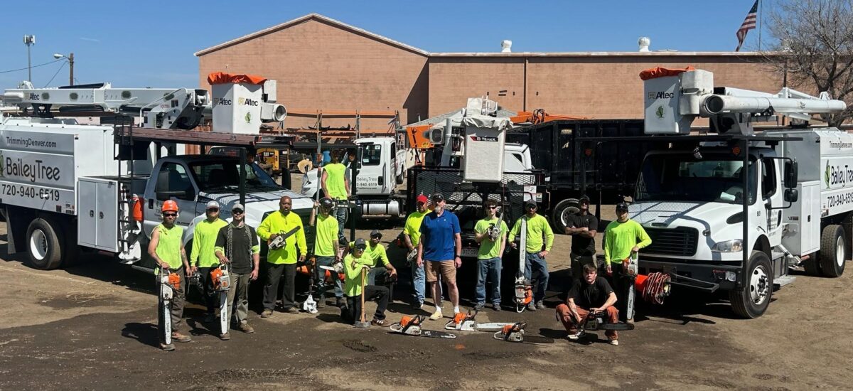 Tree Trimming and Removal Team