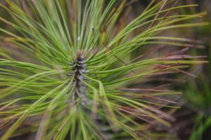 Winter Desiccation